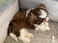 Charliebrown, a male Shih Tzu for sale in Foresthill, CA – 3 of 4