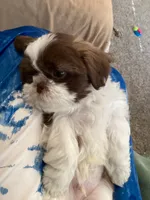 Charliebrown, a male Shih Tzu for sale in Foresthill, CA – 2 of 4