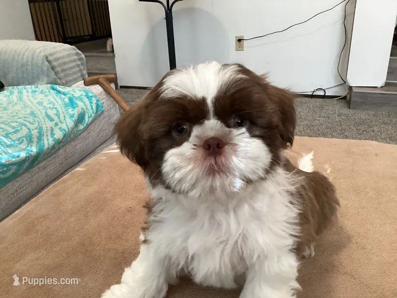 Charliebrown – Shih Tzu puppy for sale in Foresthill, CA