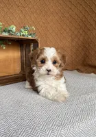 Denali, a female Havanese for sale in New Holland, PA – 5 of 5