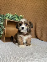 Ayla, a female Havanese for sale in New Holland, PA – 2 of 4