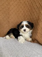 Jay, a male Havanese for sale in New Holland, PA – 2 of 3