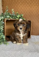 Lisa, a female Havanese for sale in New Holland, PA – 2 of 5