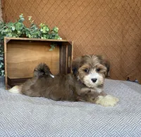 Liam, a male Havanese for sale in New Holland, PA – 4 of 6