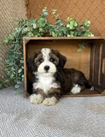 Lindy, a female Havanese for sale in New Holland, PA – 3 of 5