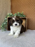 Adam, a male Havanese for sale in New Holland, PA – 2 of 4