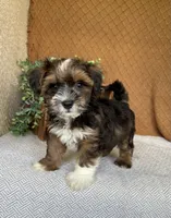 Amigo, a male Havanese for sale in New Holland, PA – 4 of 5