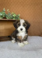 Lindy, a female Havanese for sale in New Holland, PA – 5 of 5