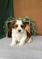 Gunner, a female Havanese for sale in New Holland, PA – 1 of 4