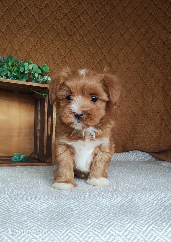 Emily – Havanese puppy for sale in New Holland, PA