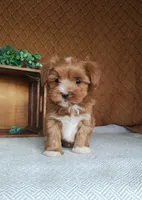 Emily, a female Havanese for sale in New Holland, PA – 1 of 4