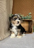 Jasper, a male Havanese for sale in New Holland, PA – 2 of 4