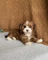 Ginger, a female Havanese for sale in New Holland, PA – 4 of 5