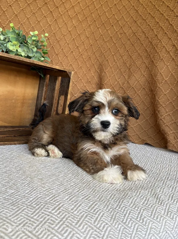 Ayla – Havanese puppy for sale in New Holland, PA