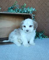 Phoenix, a male Havanese for sale in New Holland, PA – 4 of 4