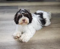Faith, a female Havanese for sale in New Holland, PA – 2 of 10