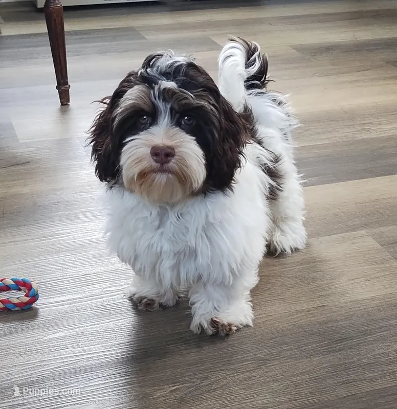 Faith – Havanese puppy for sale in New Holland, PA
