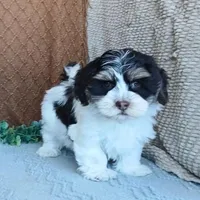 Faith, a female Havanese for sale in New Holland, PA – Photo 5 of 10