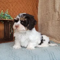 Faith, a female Havanese for sale in New Holland, PA – Photo 2 of 10