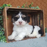 Faith, a female Havanese for sale in New Holland, PA – Photo 6 of 10
