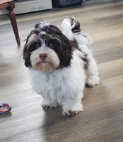 Faith, a female Havanese for sale in New Holland, PA – 3 of 10