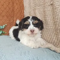 Faith, a female Havanese for sale in New Holland, PA – Photo 7 of 10