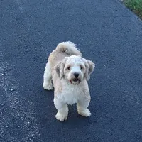 Faith, a female Havanese for sale in New Holland, PA – Photo 9 of 10