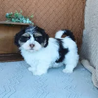 Faith, a female Havanese for sale in New Holland, PA – Photo 4 of 10