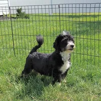 Faith, a female Havanese for sale in New Holland, PA – Photo 10 of 10