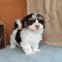 Faith, a female Havanese for sale in New Holland, PA – Photo 1 of 10
