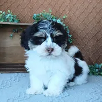 Faith, a female Havanese for sale in New Holland, PA – Photo 3 of 10