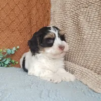 Faith, a female Havanese for sale in New Holland, PA – Photo 8 of 10