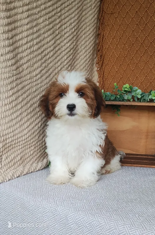 Cocoa  – Havanese puppy for sale in New Holland, PA