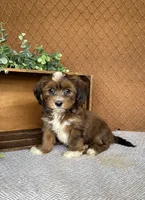 Lisa, a female Havanese for sale in New Holland, PA – 1 of 5