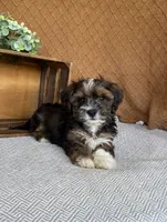 Amigo, a male Havanese for sale in New Holland, PA – 2 of 5