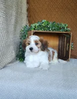 Biscuit, a male Havanese for sale in New Holland, PA – 2 of 4