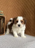 Gunner, a female Havanese for sale in New Holland, PA – 2 of 4