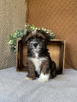 Amigo, a male Havanese for sale in New Holland, PA – 3 of 5