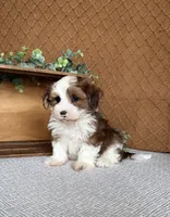 Dawson, a male Havanese for sale in New Holland, PA – 4 of 4