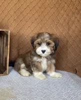 Liam, a male Havanese for sale in New Holland, PA – 3 of 6
