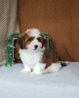 Cocoa , a female Havanese for sale in New Holland, PA – 3 of 6