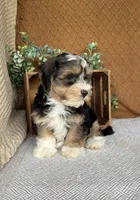 Jasper, a male Havanese for sale in New Holland, PA – 4 of 4