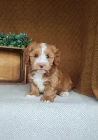 Evan, a male Havanese for sale in New Holland, PA – 3 of 4