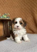 Dawson, a male Havanese for sale in New Holland, PA – 1 of 4