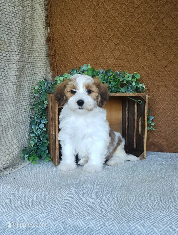 Biscuit – Havanese puppy for sale in New Holland, PA