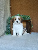 Biscuit, a male Havanese for sale in New Holland, PA – 1 of 4