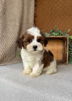 Cocoa , a female Havanese for sale in New Holland, PA – 2 of 3