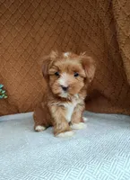 Emily, a female Havanese for sale in New Holland, PA – 4 of 4