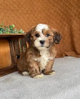 Carla, a female Havanese for sale in New Holland, PA – 4 of 4