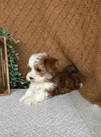 Denali, a female Havanese for sale in New Holland, PA – 3 of 5